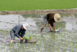 stock-photo-3427508-rice-field.jpg